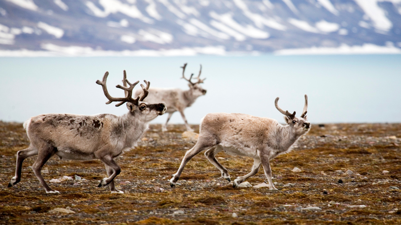 Reindeer on Spitsbergen island, Svalbard archipelago, Norway.