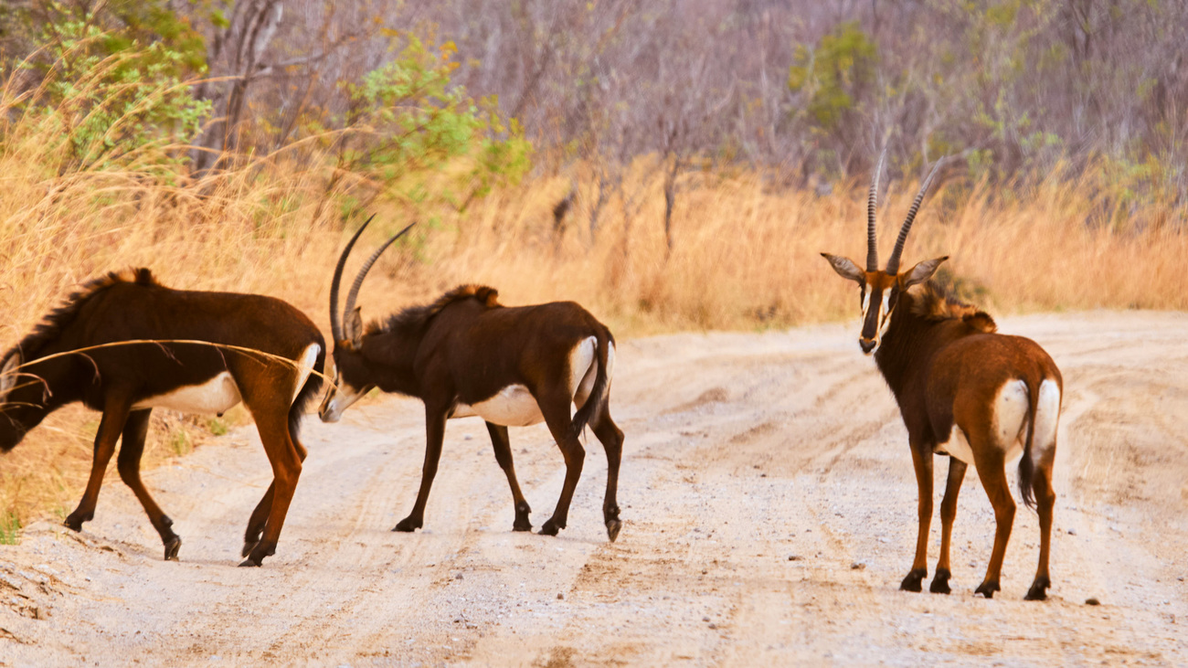 Sable antelope