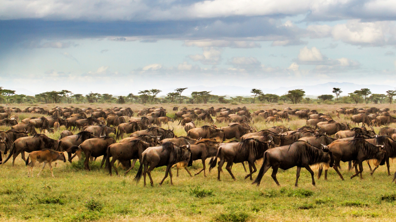 Wildebeest during the great migration in Serengeti National Park, Tanzania.