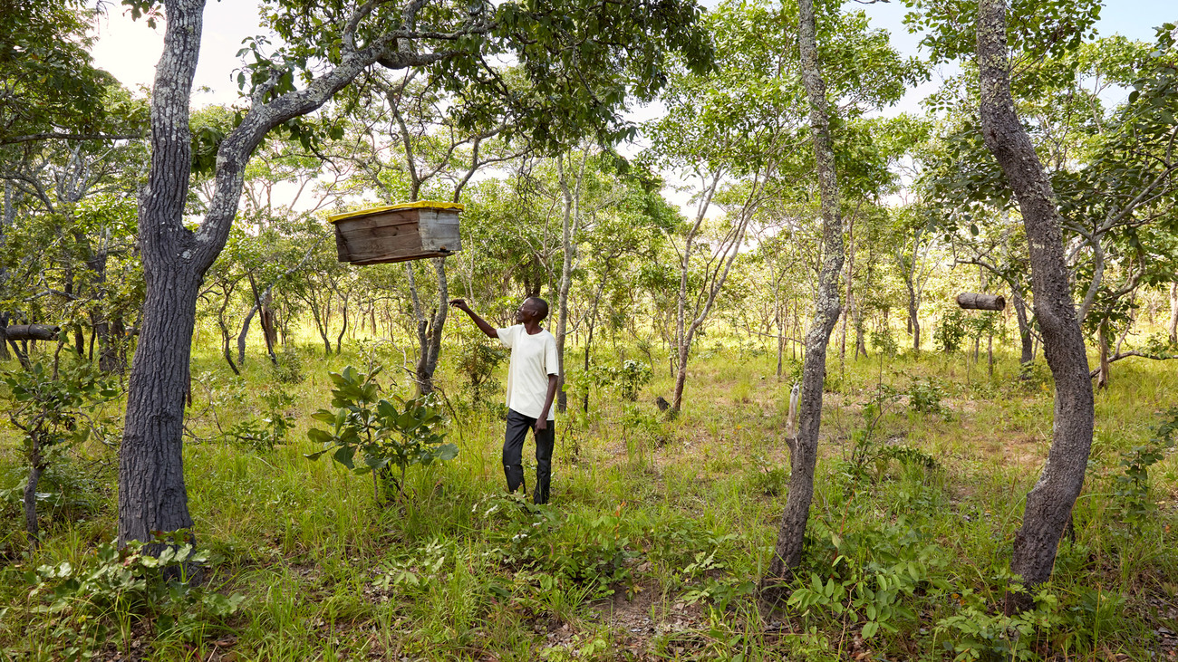 COMACO farmer Tackwell stands near one of his six beehives, Mwase Mphangwe, Zambia.