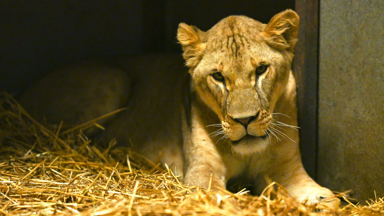 Lioness Lira after arrival at Pairi Daiza in Belgium.