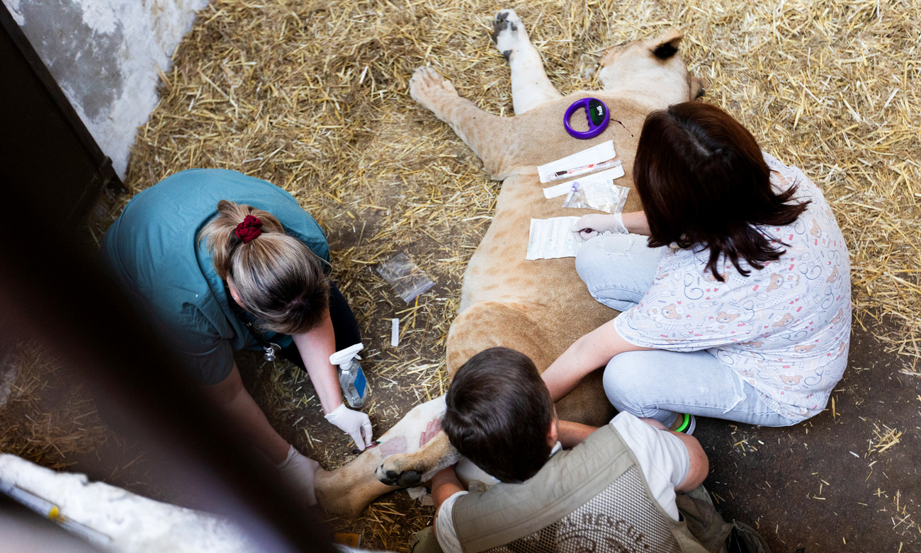 Lioness Lira is placed under anesthetic before being evacuated from Wild Animal Rescue in Ukraine.