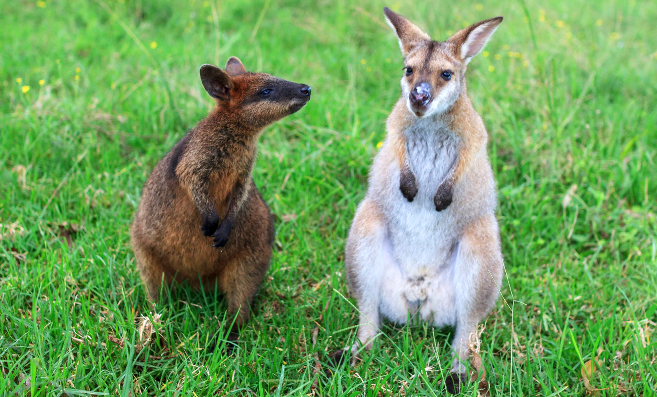 Two wallabies (left - swamp wallaby/right red necked wallaby) sit together on the grass.