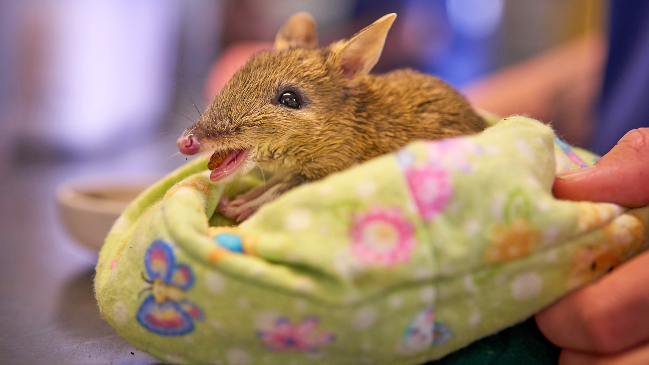 Scooter, an eastern barred bandicoot, wrapped in a blanket at Bonorong Wildlife Hospital during a health check.