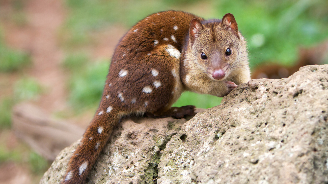 A spottled quoll in habitat.