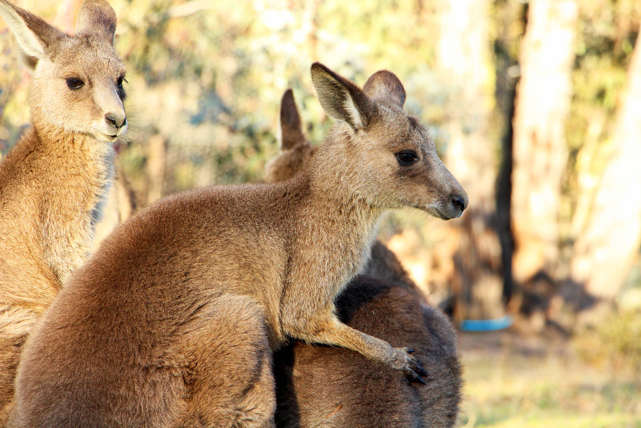 Eastern grey kangaroos at a soft release site at Two Thumbs Wildlife Trust Sanctuary after being rehabilitated and in care.