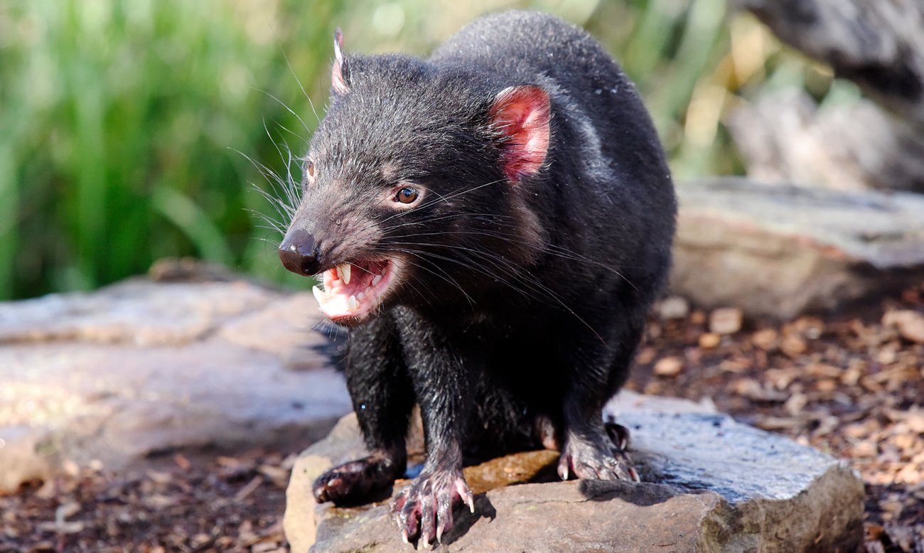 A Tasmanian devil undergoing rehabilitation at the Bonorong Wildlife Sanctuary in Brighton, Tasmania, Australia on September 16, 2019.