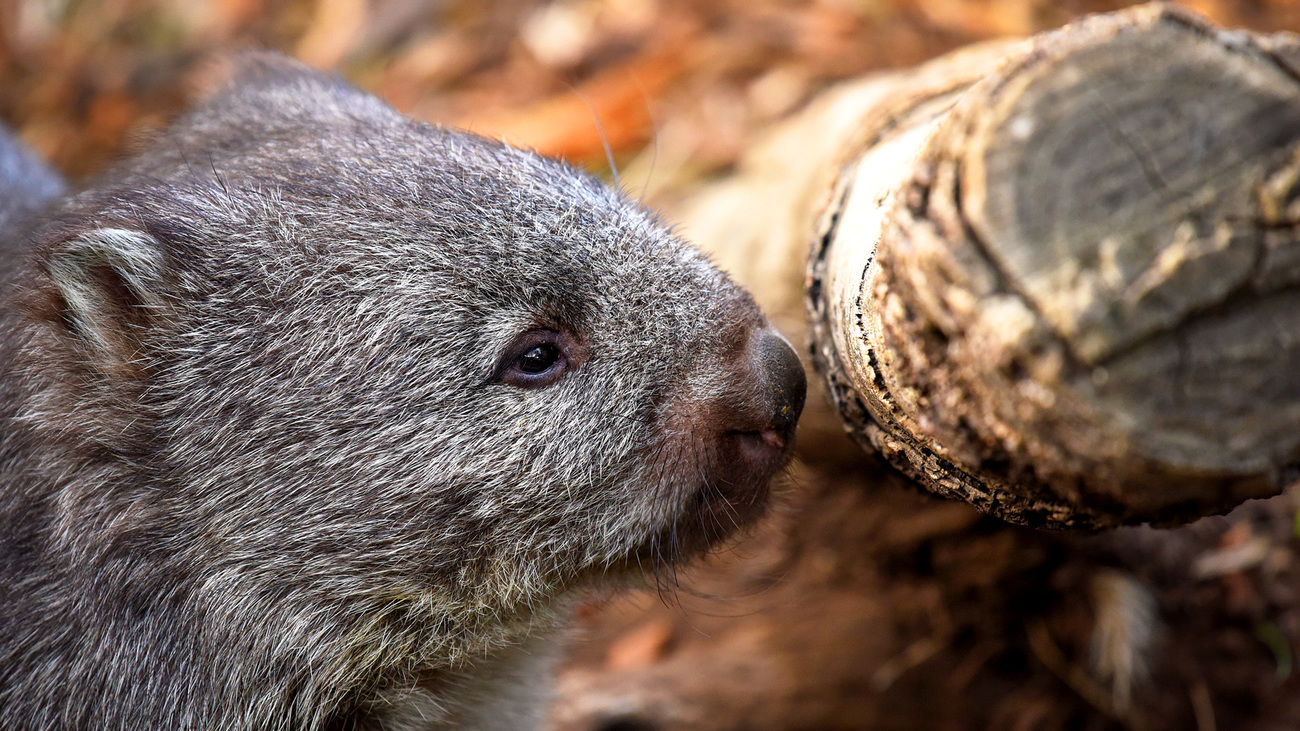 The face of a common wombat inside its enclosure at the Bonorong Wildlife Sanctuary in Brighton, Tasmania, Australia, June 3, 2020.