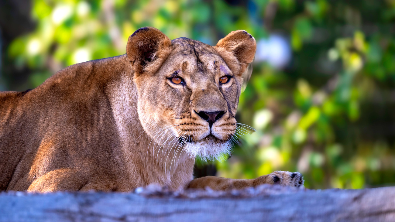 Na haar evacuatie uit het door oorlog verscheurde Oekraïne gaat de geredde leeuwin Yuna voor het eerst naar buiten in haar nieuwe onderkomen bij The Big Cat Sanctuary in het Verenigd Koninkrijk. 