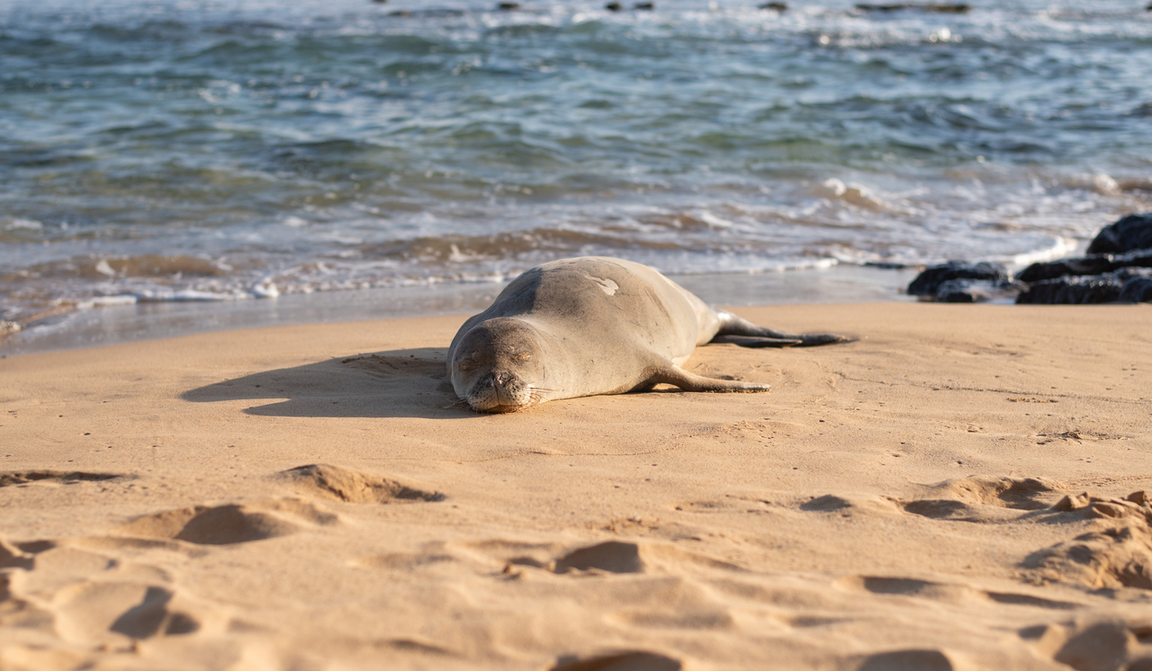 Slapende Hawaïaanse monniksrob op het strand.