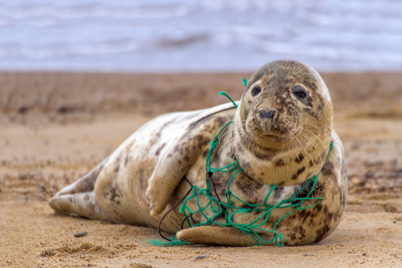 Een grijze zeehond op Horsey Beach in Norfolk, Engeland, tragisch verstrikt in een stuk net.