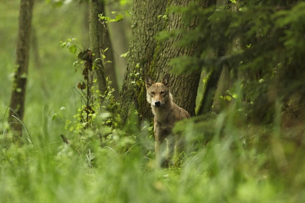 L'Union européenne met en danger les loups et la biodiversité