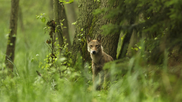 European Union puts wolves and biodiversity at risk