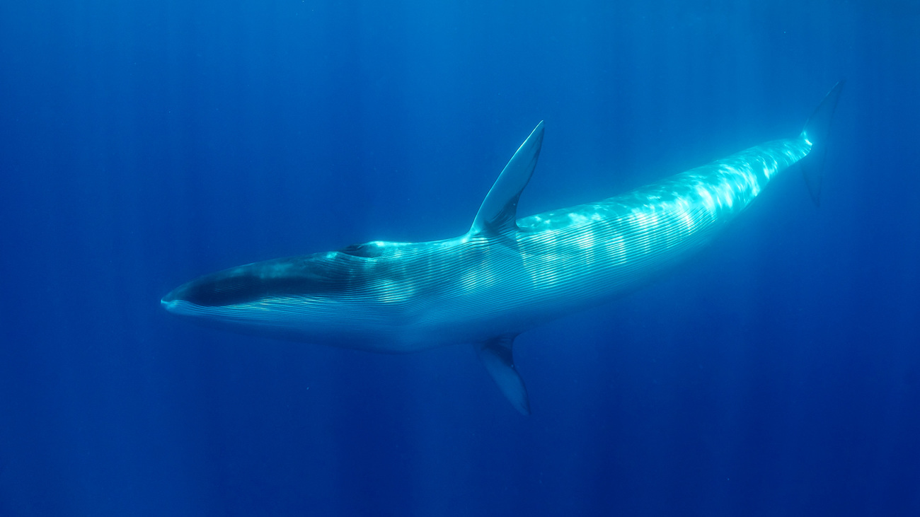 Fin whale turns to look at the camera, Atlantic Ocean, Pico Island, The Azores.