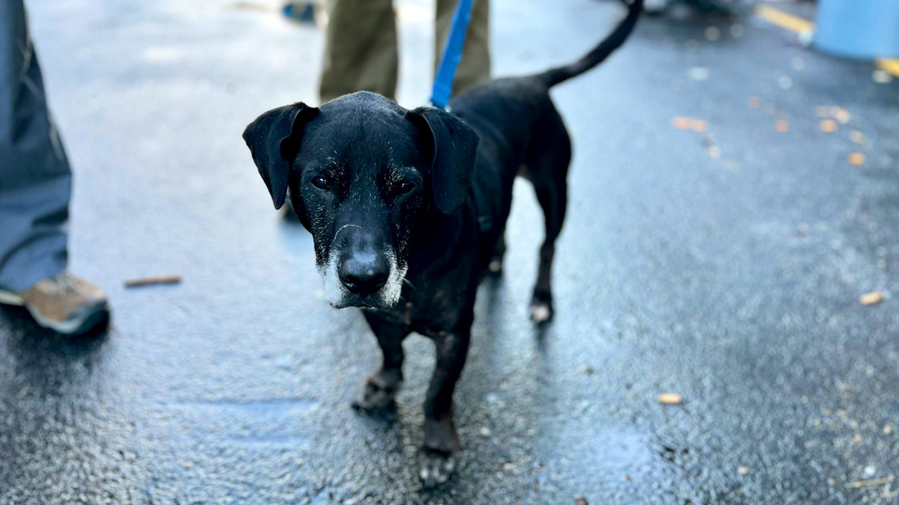 Midnight the dog stays at a temporary shelter near Asheville, North Carolina after evacuating due to Hurricane Helene.