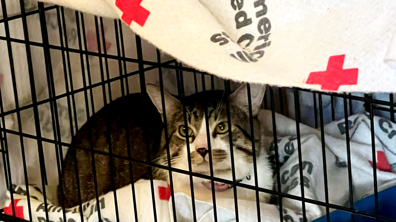 A cat stays at a temporary shelter near Asheville, North Carolina after evacuating due to Hurricane Helene.