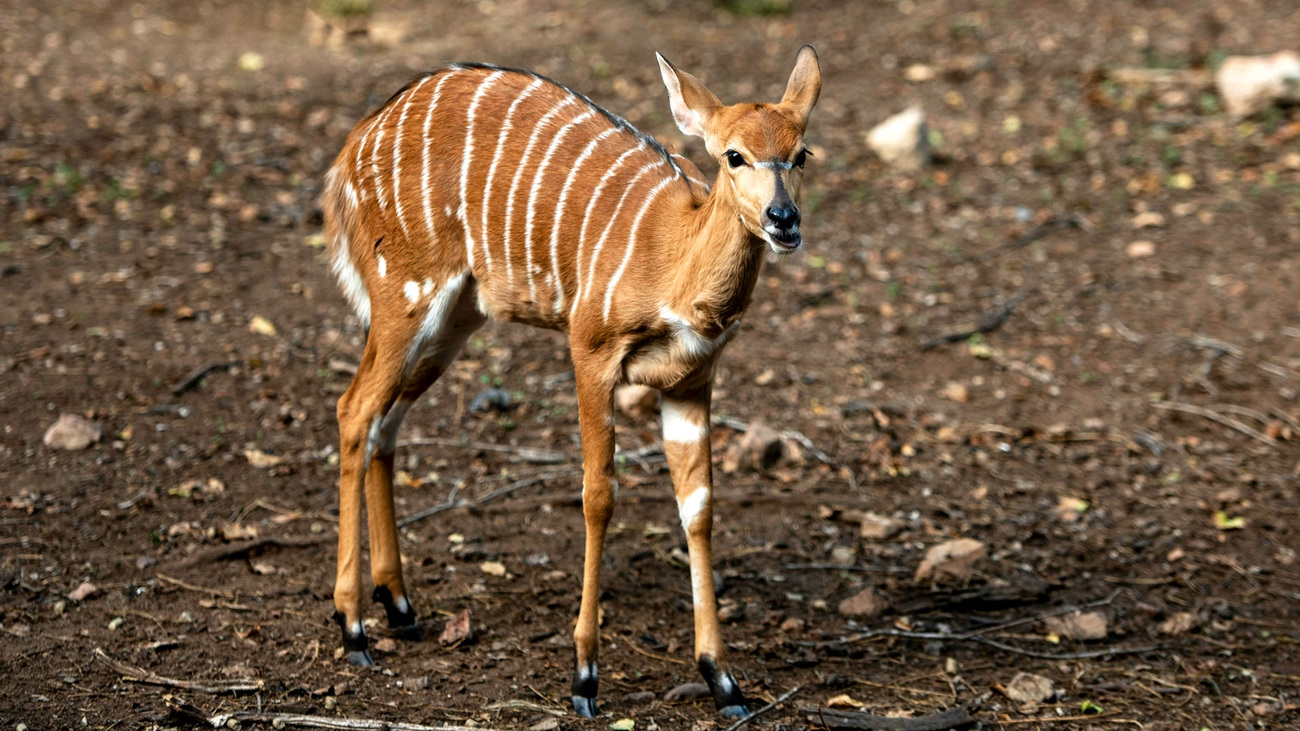 A young bongo calf in South Africa.