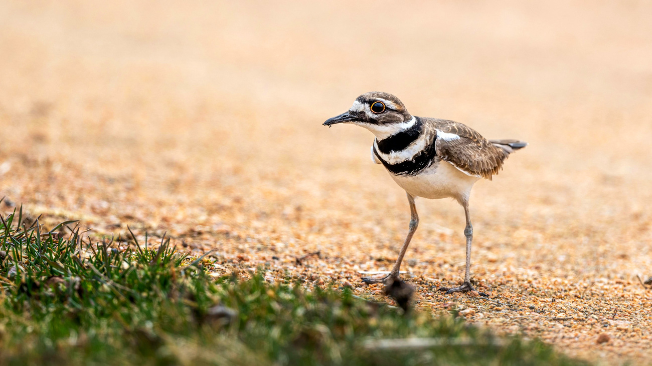 A killdeer on the ground.