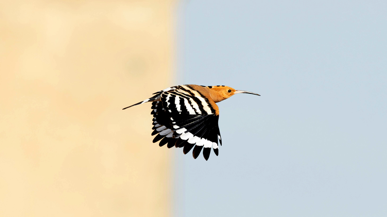 A Eurasian hoopoe flies through the air.