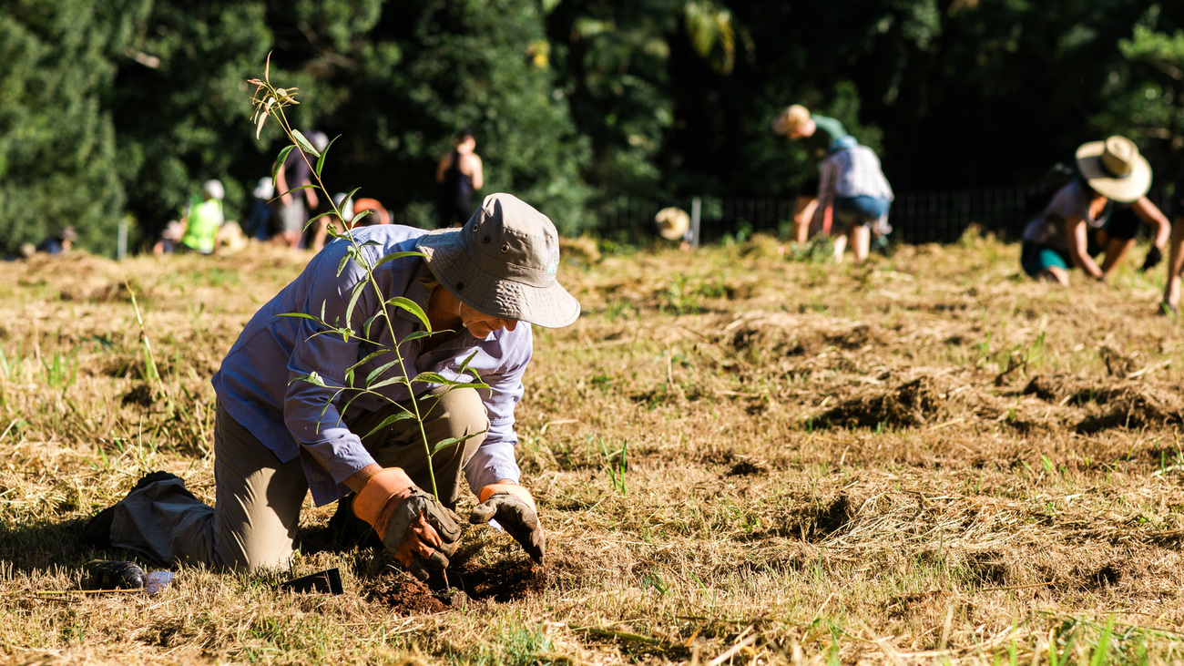 A community member places a tree sapling into a hole that's been dug during the Bangalow Koalas tree planting event.