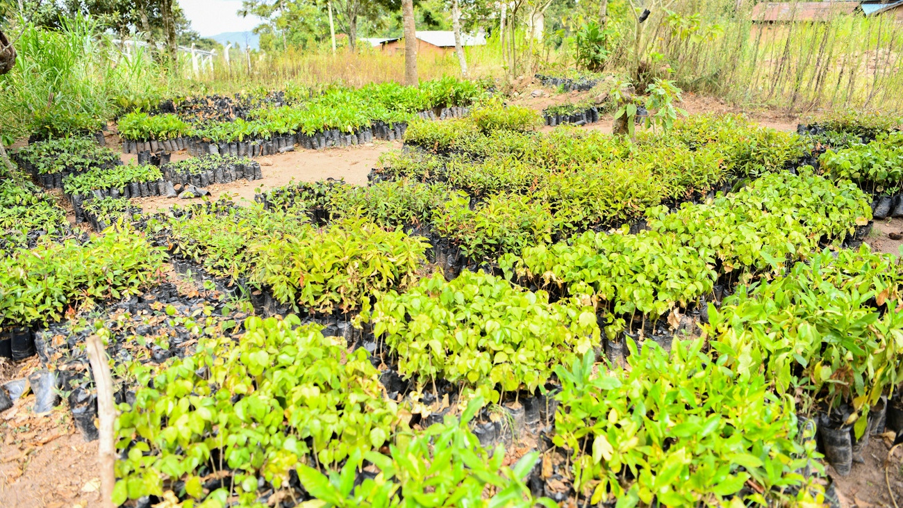 Saplings at the Tsavo tree nursery.