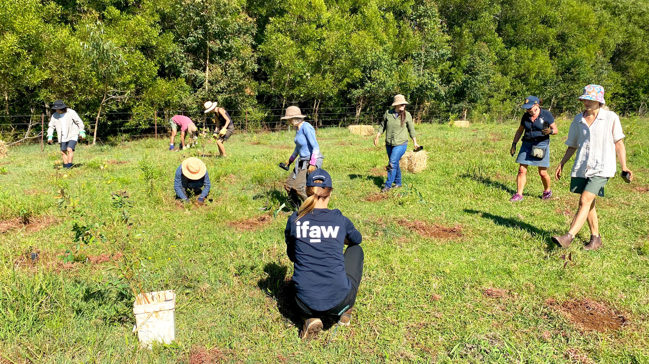 IFAW teamed up with our partners Bangalow Koalas to plant nearly 4,000 koala food trees in one day to help restore a vital koala corridor in the New South Wales Northern Rivers region.