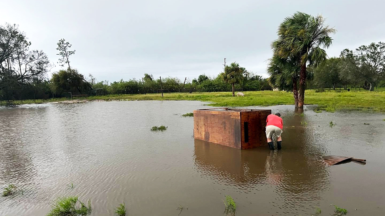 IFAW supported Little Bear Sanctuary during Hurricane Ian in September 2022 in Punta Gorda, Florida.