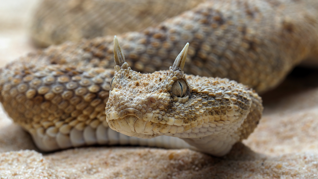 A Saharan horned viper in the sand.