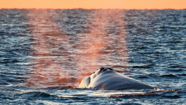 Research expedition reveals greater protection needed for the critically endangered North Atlantic right whale