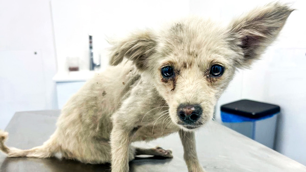 How IFAW is supporting animals and communities in Lebanon