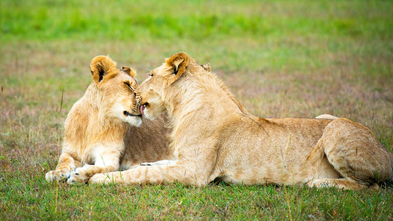 Two lions together.