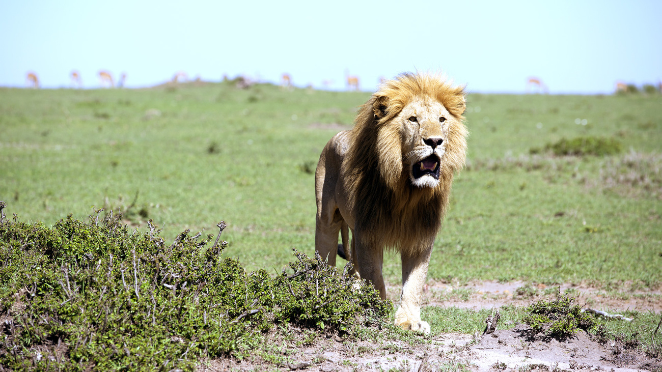 Male lion, standing mouth open, tasting the air