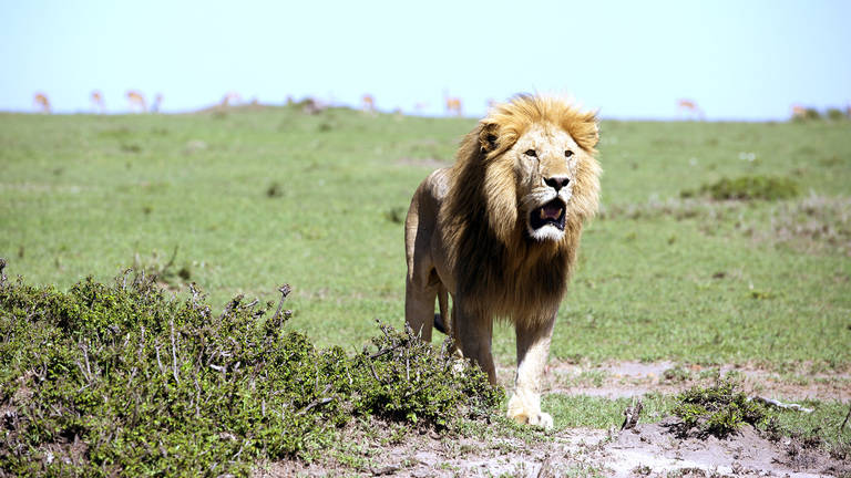 10 fascinating lion facts | IFAW