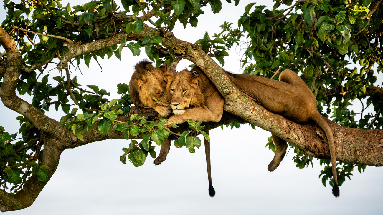 Lions in a tree