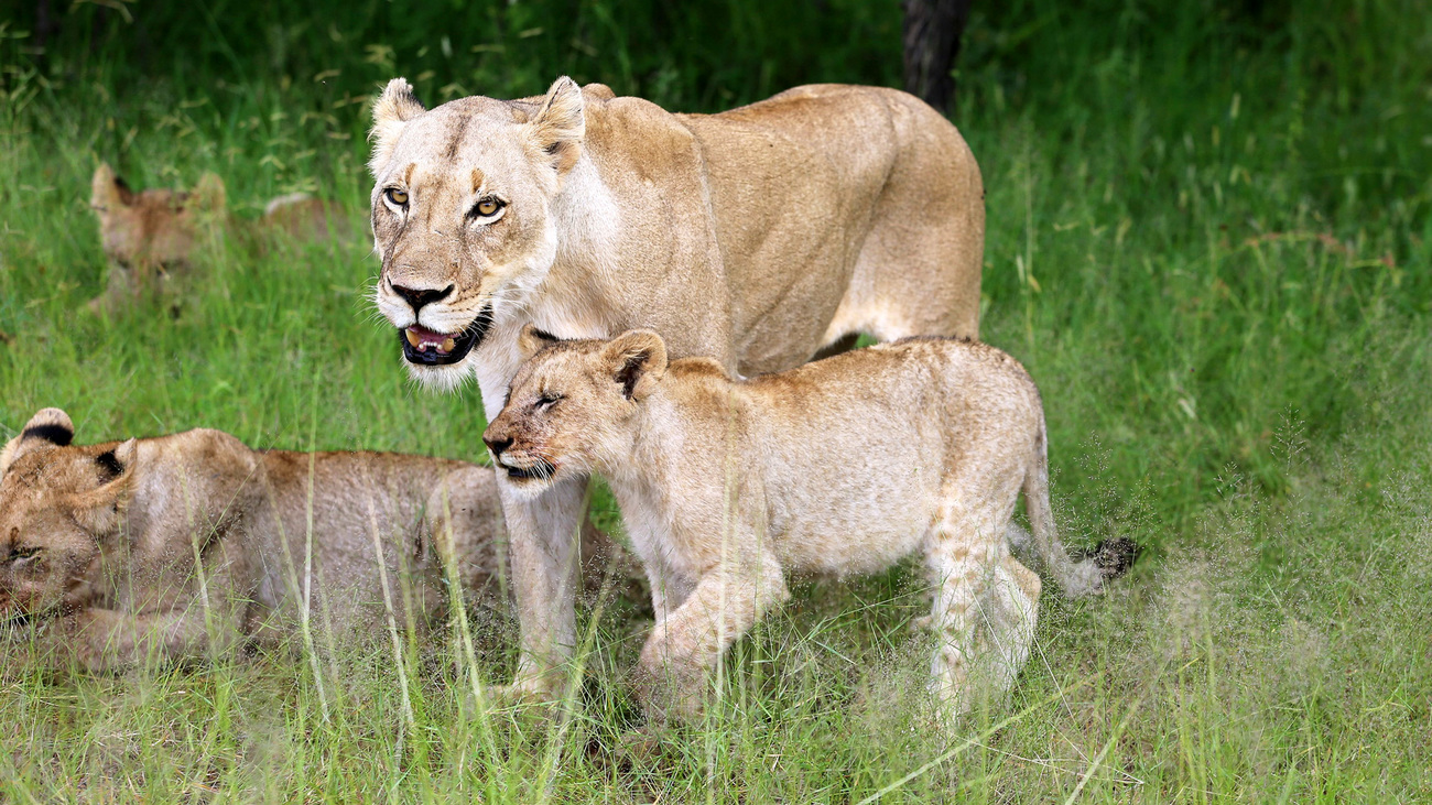 African Lioness and cub