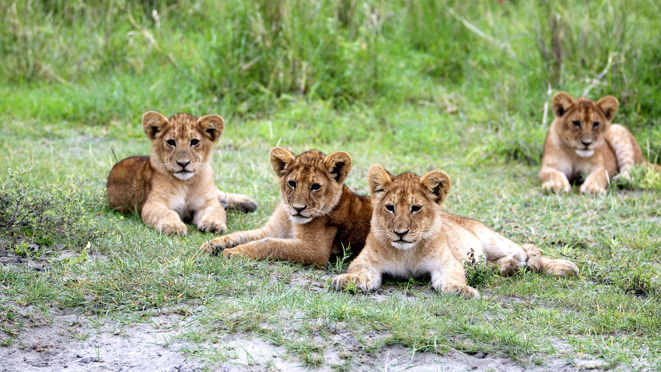 Four Lion cubs lying in the grass all facing the camera