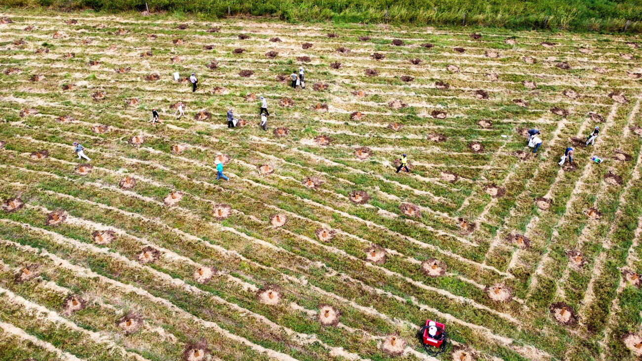 Aerial view of the tree planting on Kia Lech’s property in Queensland’s Lockyer Valley