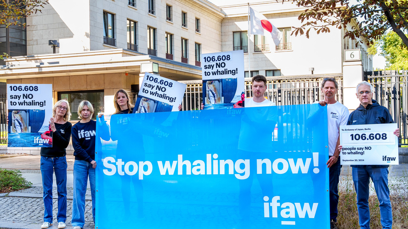 IFAW overhandigt een petitie aan de Japanse ambassade in Duitsland.