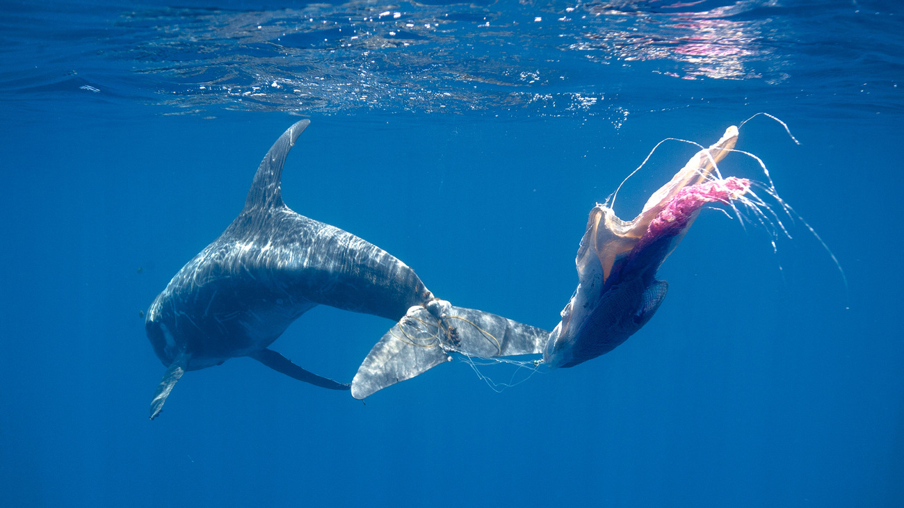  A Risso’s dolphin entangled in line and plastic bags swims in the Indian Ocean near Sri Lanka