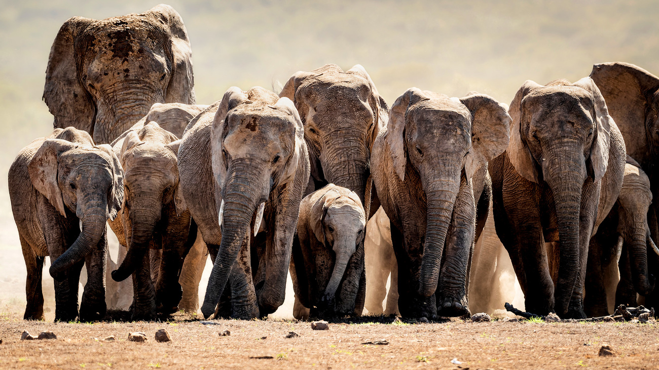 A herd of elephants.