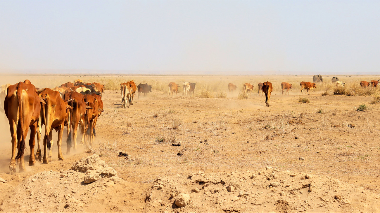 Livestock affected by the drought in Amboseli.