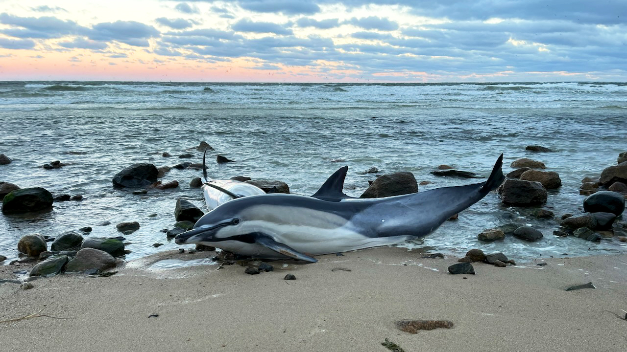 Stranded dolphins on the beach.