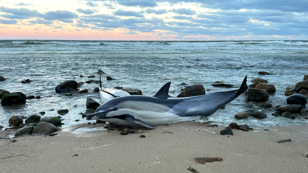 Wave of strandings leads to swift rescue of 10 dolphins across Cape Cod