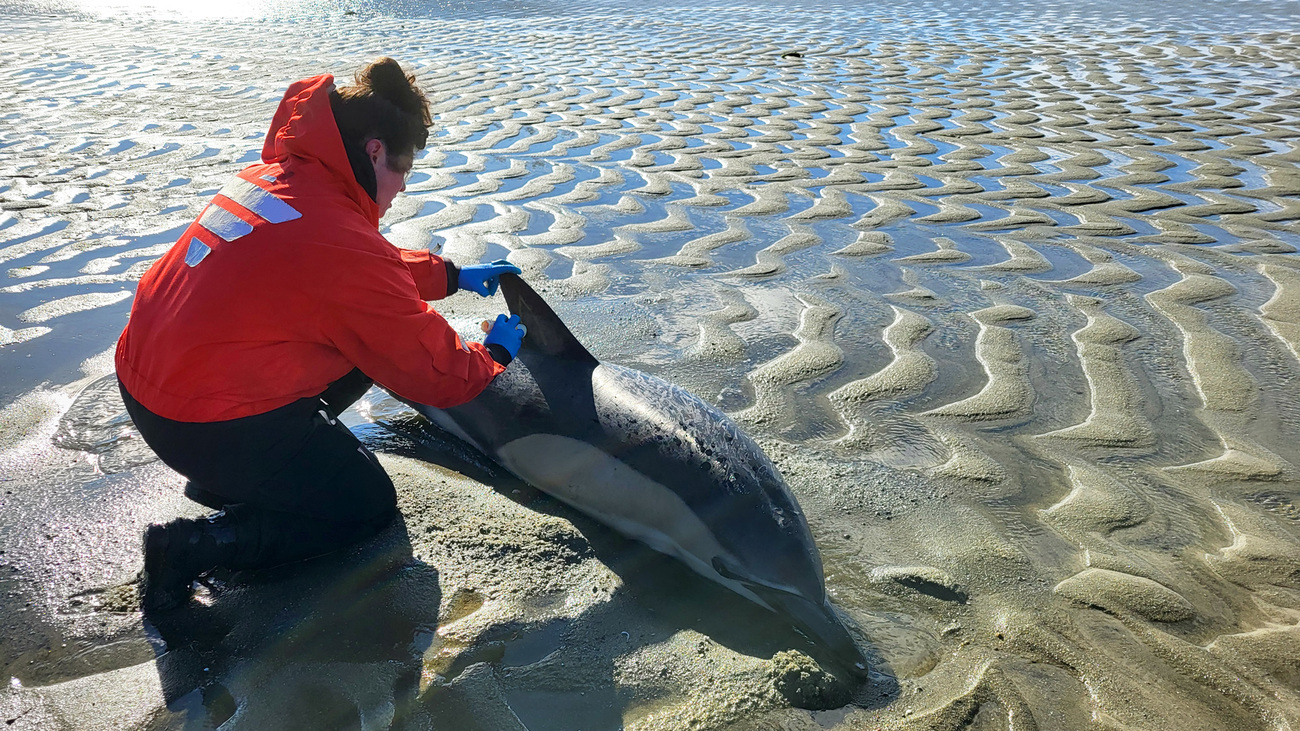 An IFAW responder tends to a stranded dolphin.