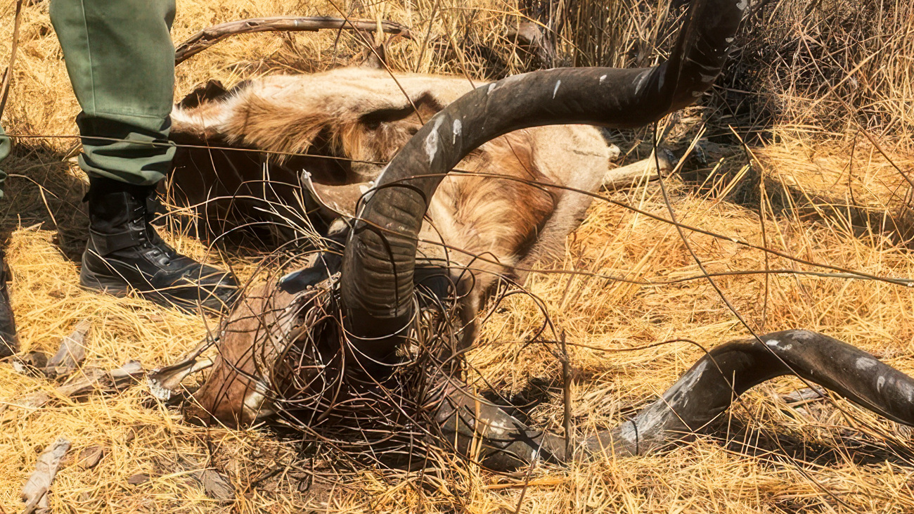 Kudu entangled in phone wire snares.