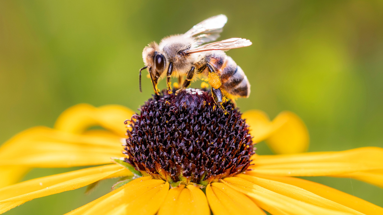 A western honey bee pollinates an orange coneflower blossom.