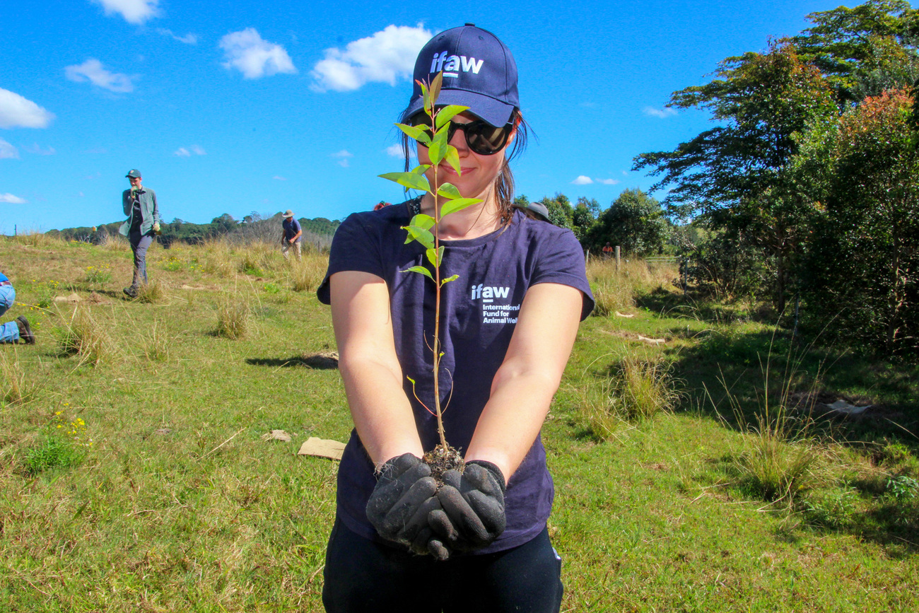 IFAW staff plant saplings to restore wildlife corridors.