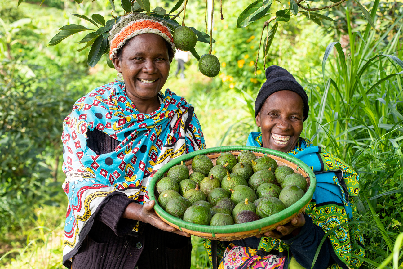 Constance Mwandoe and Esther Mnjala showing off their hass avocado harvest.