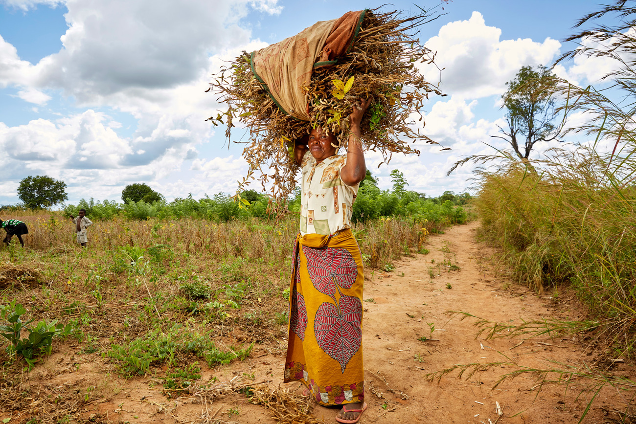 Grace with a pile of soya beans, Chikomeni, Zambia.