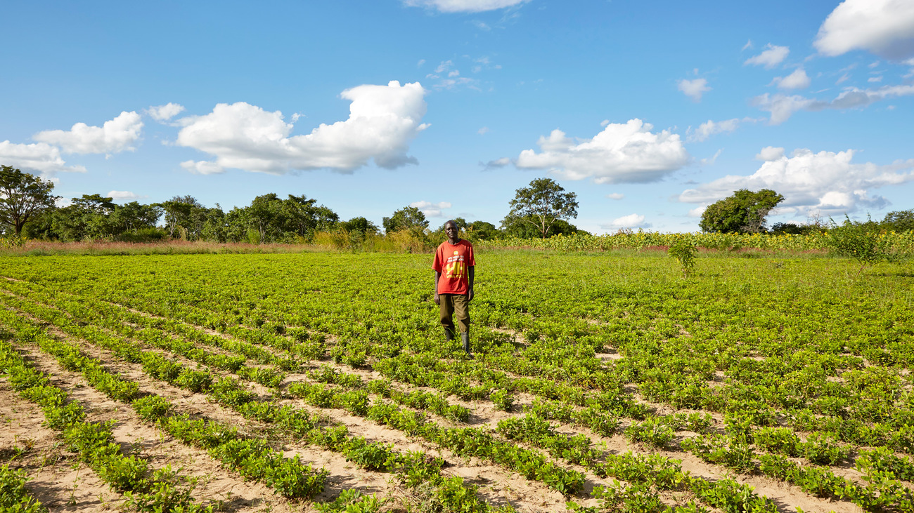 Former poacher Edison in his peanut field which he plans to harvest next month, Chikomeni, Zambia.